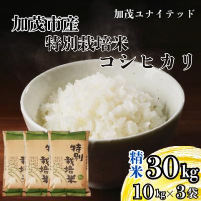 ふるさと納税 加茂市 【先行予約】令和8年産　特別栽培米コシヒカリ　精米　30kg(10kg×3袋)