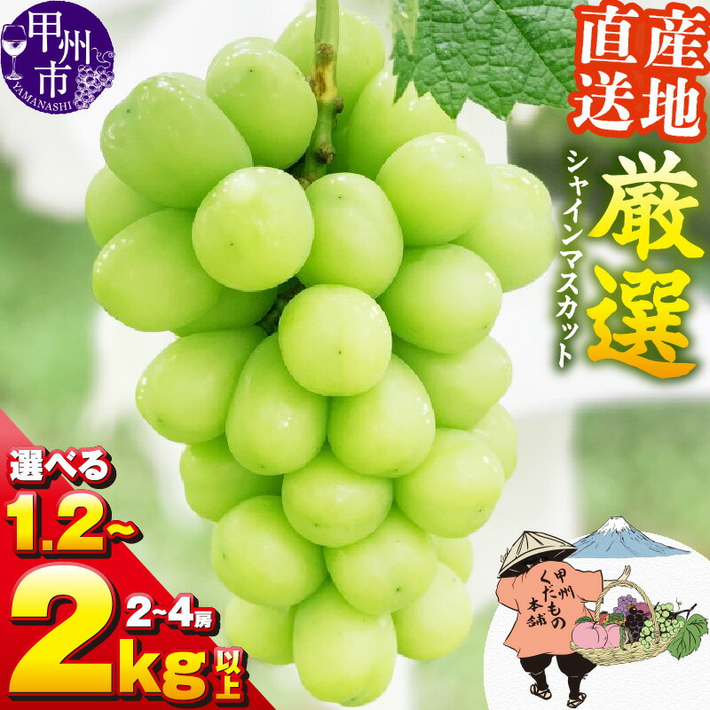 【ふるさと納税】 シャインマスカット 2026年 先行予約 選べる 内容量 1.2kg以上 1.5kg以上 2kg以上 2房〜4房 8月 9月 10月 発送 果物 産地直送 期間限定 フルーツ 葡萄 ぶどう ブドウ 果実 ギフト 人気 厳選 山梨県 甲州市 おすすめ 社員マスカット (KKH)