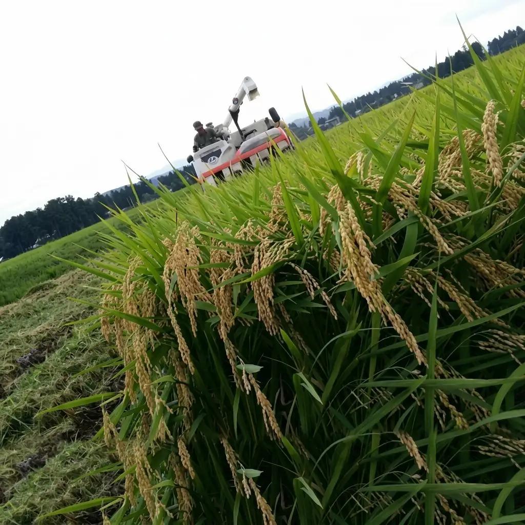 富永農産 コシヒカリ 玄米5kg アイガモ有機米 コシヒカリ