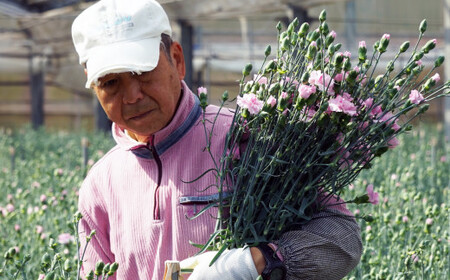 母の日 ギフト カーネーション 花束 生花 切花 22本 母の日 前日にお届け 産地直送 高級 プレゼント 【西九州させぼ地域商社 & 黒髪カーネーション】 カーネーション カーネーション 切り花 切