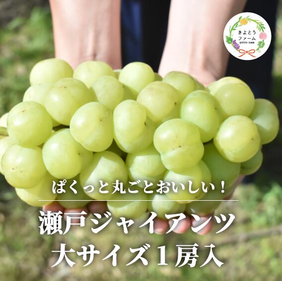 【ふるさと納税】 【きよとうファーム】瀬戸ジャイアンツ 特大1房 700g以上(岡山県産)【2026年9月以降より順次発送予定】【配送不可地域：離島】/ 果物 くだもの フルーツ 葡萄 ぶどう 特大 瀬戸ジャイアンツ 岡山県産【KF-B055-03】