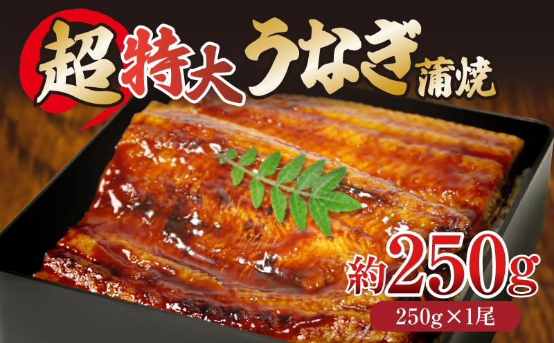 うなぎ 蒲焼き ( 特大 250g×1尾 ) ご飯にかける専用タレ付き！ 冷凍 | 夏 スタミナ タレ付き unagi | うなぎ うなぎ うなぎ うなぎ うなぎ うなぎ 鰻 鰻 鰻 鰻 鰻 