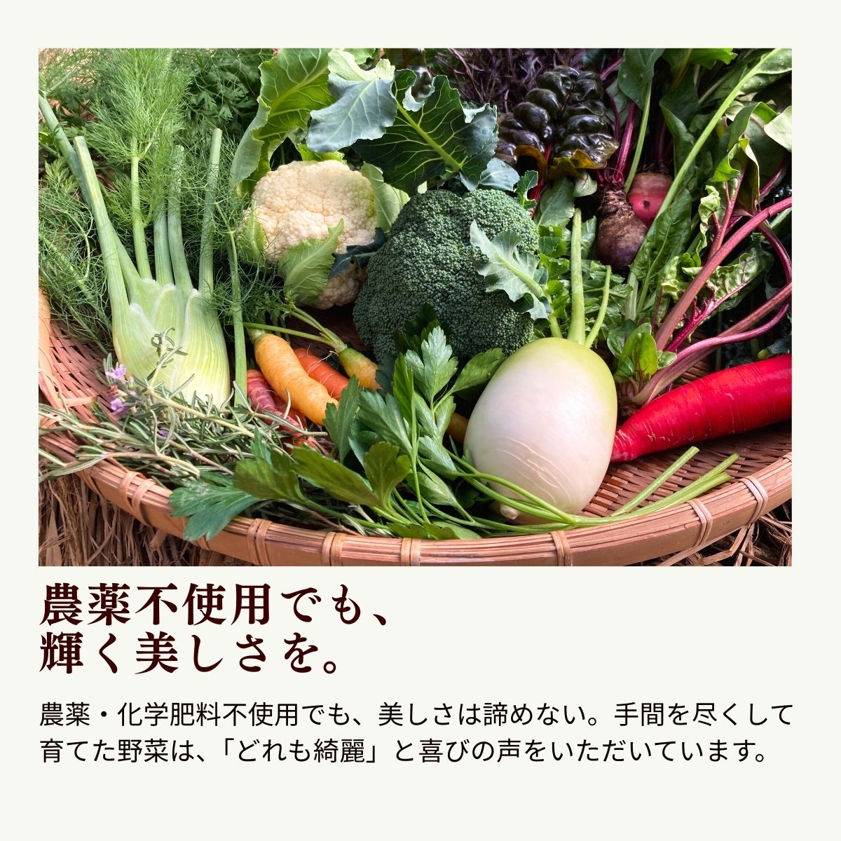 農薬化学肥料不使用 雲の上ガーデンのぴかぴか野菜セット（10回お届け）季節にあわせて10品目前後を毎月お届け【L003】季節 旬 詰め合わせ 採れたて 新鮮 産地直送 高知県産 冷蔵便 定期便