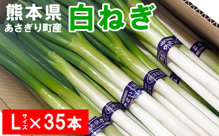 熊本県あさぎり町産　白ねぎ「球磨美人」Ｌサイズ×３５本