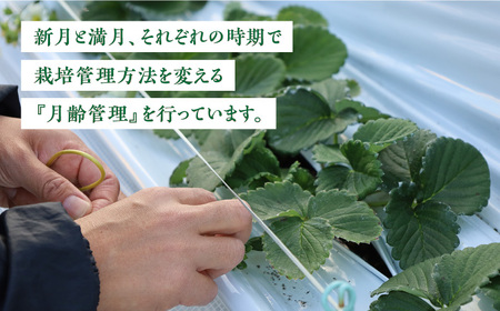 【先行予約】佐賀県産 パールホワイト 約220g×2パック / イチゴ 苺 フルーツ 果物 / 佐賀県 / かわさきいちご [41ASBJ003]