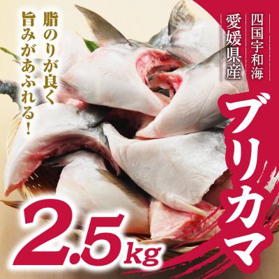 ふるさと納税 愛南町 数量限定 ブリカマ 2.5kg ハマスイ 愛南町 愛媛県