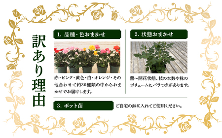 花 ミニバラ 6鉢詰め合わせ [11月～4月 お届け] 品種おまかせ 花 セントラルローズ mt1547