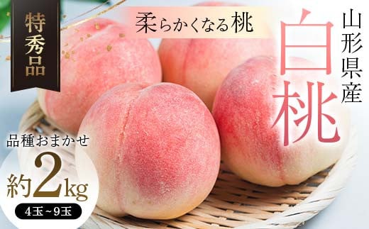 【令和8年産 先行受付】山形県産 白桃 約2kg 品種おまかせ 特秀品 柔らかくなる桃 もも 果物 フルーツ FSY-2464