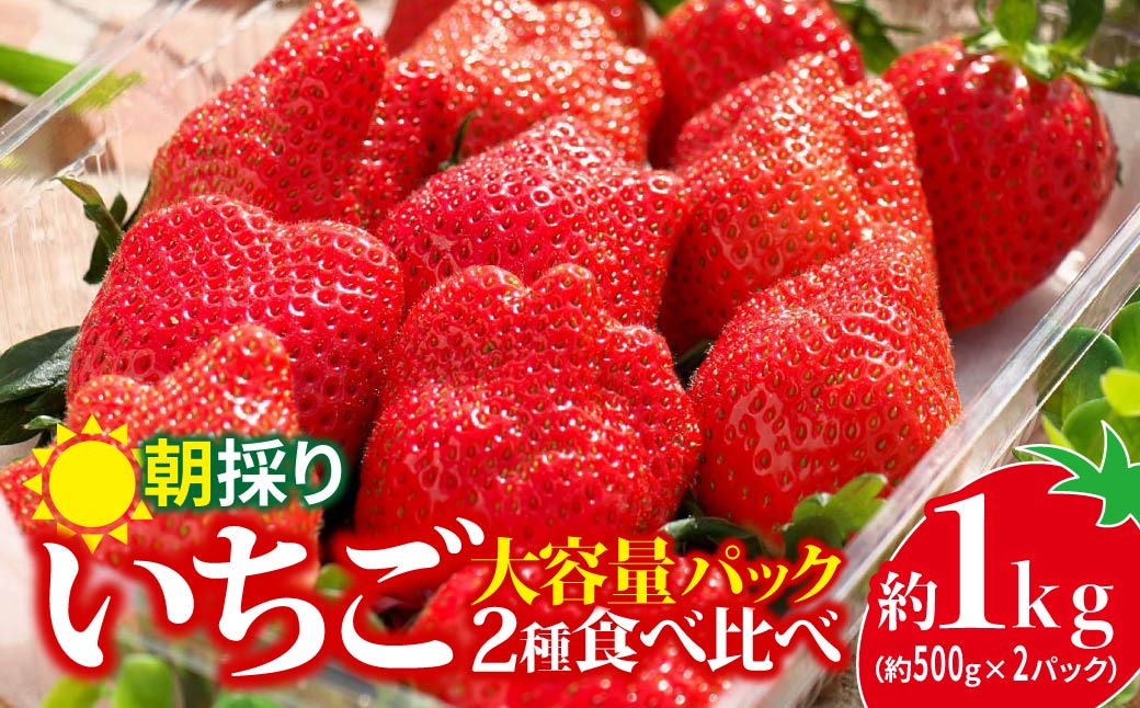 いちご 2種食べ比べ 大容量パック 約500g×2パック 1kg | コク 甘み 朝採れ イチゴ 苺 高品質 たっぷり 新鮮 完熟 旬 ストロベリー 高級 産地直送 果汁 甘い あまい 人気 高評価 高糖度 ごほうび プレゼント 朝採れ やよいひめ ななか 恋みのり あまおとめ あすかルビー 贈答用 あすかファーム 群馬県 前橋市