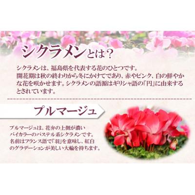 ふるさと納税 中島村 【先行予約】シクラメン6号鉢(プルマージュ)　水野谷園芸 |  | 01