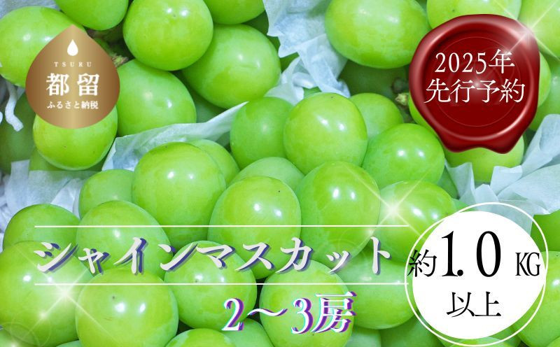 
            【2025年 先行予約】山梨県都留市産 朝採れ シャインマスカット 2～3房（約1.0kg）｜ 生産者厳選 贈答 山梨 やまなし 山梨県産 葡萄 ブドウ フルーツ 果物 くだもの シャイン マスカット プレゼント ギフト ぶどう  デザート スイーツ
          