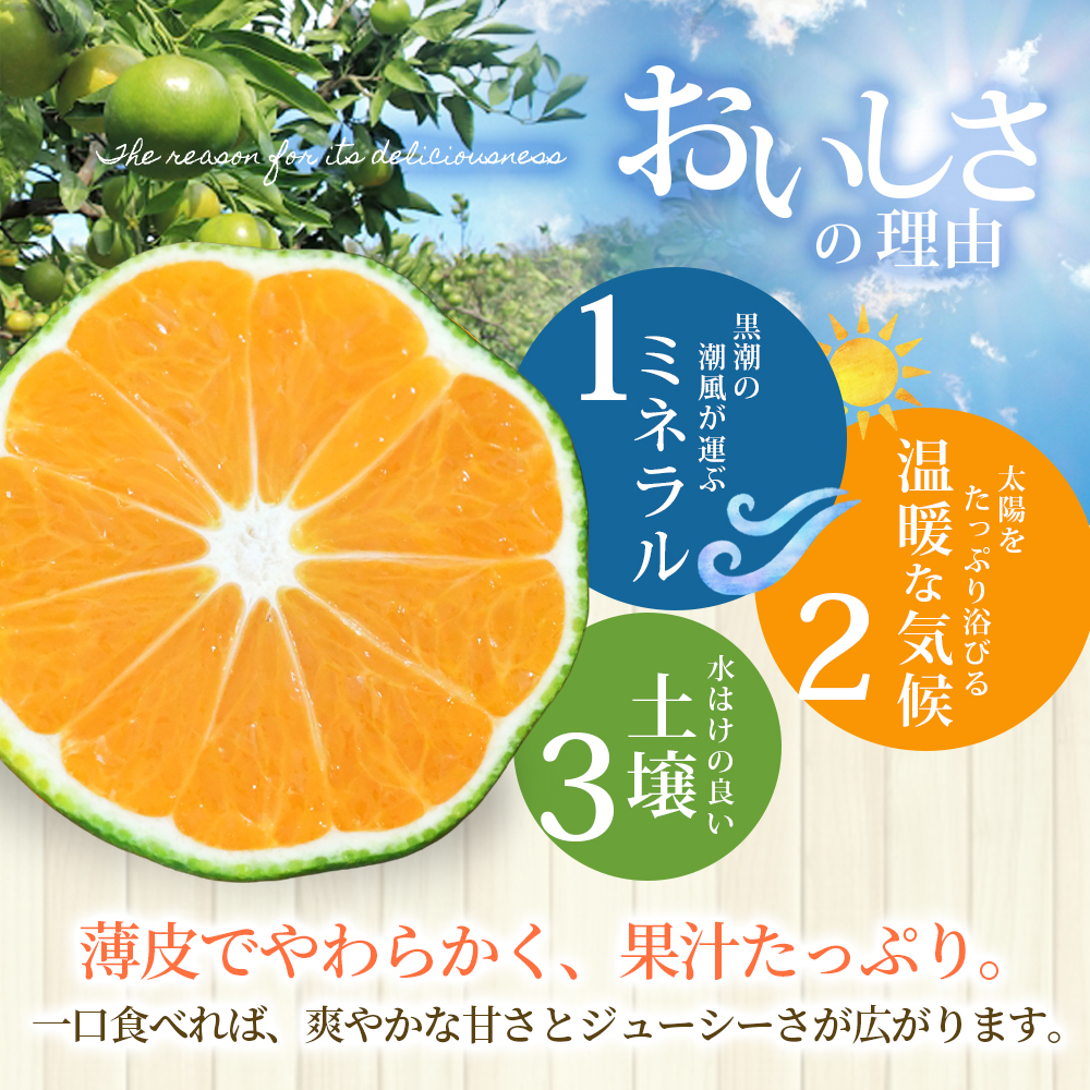 仲森農園の由良早生みかん 約7kg みかん ミカン 蜜柑 温州みかん 温州ミカン 柑橘 フルーツ 果物 くだもの 早生 甘い 旬 希少 数量限定 期間限定 産地直送 三重県 熊野市【2026年11月上