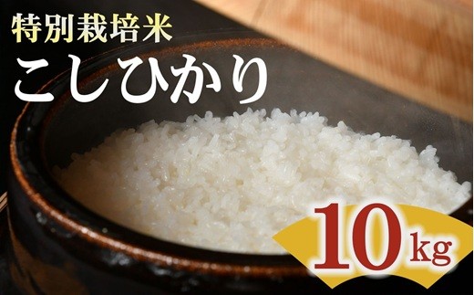 
                  コシヒカリ＜特別栽培米＞精米 10㎏（減農薬 有機肥料 お米 米 おこめ こめ 白米 こしひかり 令和7年産）【002308B】
                