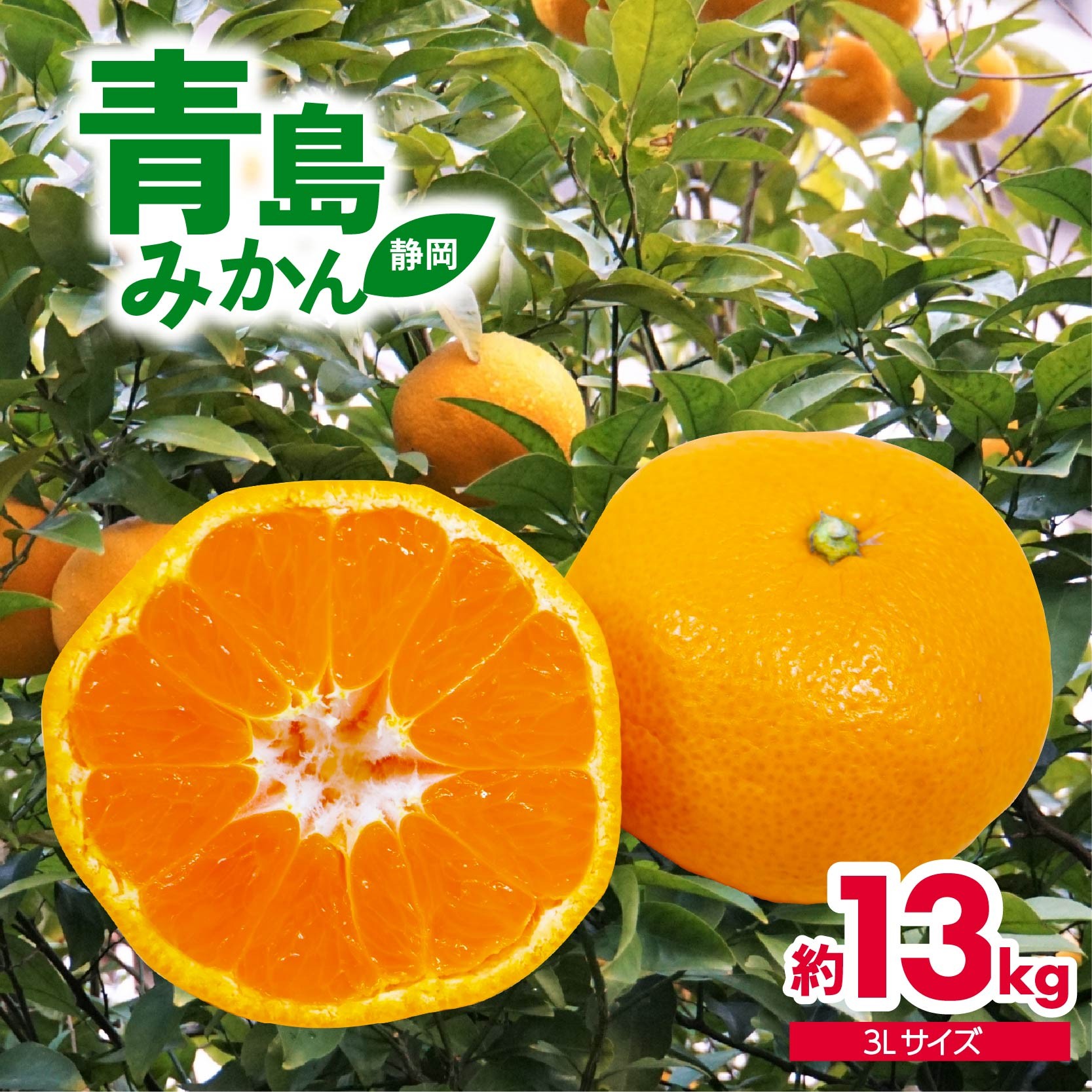 
                  【数量限定】先行予約 ※2026年12月下旬より順次出荷 みかん 約13kg 青島 大玉 ミカン 果物 フルーツ 柑橘 静岡県産 蜜柑 ビタミン 大きい 美味しい 産地直送  mikan mandarin orange 国産 家庭用 お取り寄せ（3Lサイズ）青島みかん 静岡県 藤枝市
                