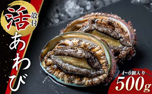 
                  菅原商店の殻付活あわび（2号品）500g 鮑 アワビ 三陸山田あわび 三陸山田鮑 三陸山田 山田産 海産品 天然鮑 高級 リアス海岸 【配送日指定不可】 YD-742
                