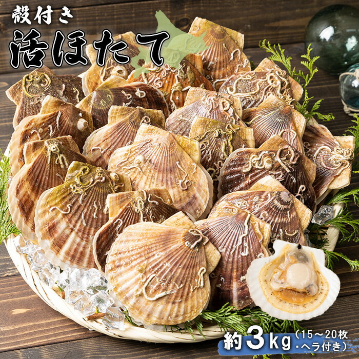 【ふるさと納税】北海道 羽幌町産 殻付き活ホタテ 約3kg（15～20枚・ヘラ付き） | 北海道 ほたて ふるさと納税 ホタテ 貝柱 刺身 殻付き バター焼き お取り寄せ ヘラ付き 羽幌町 羽幌【0910204】