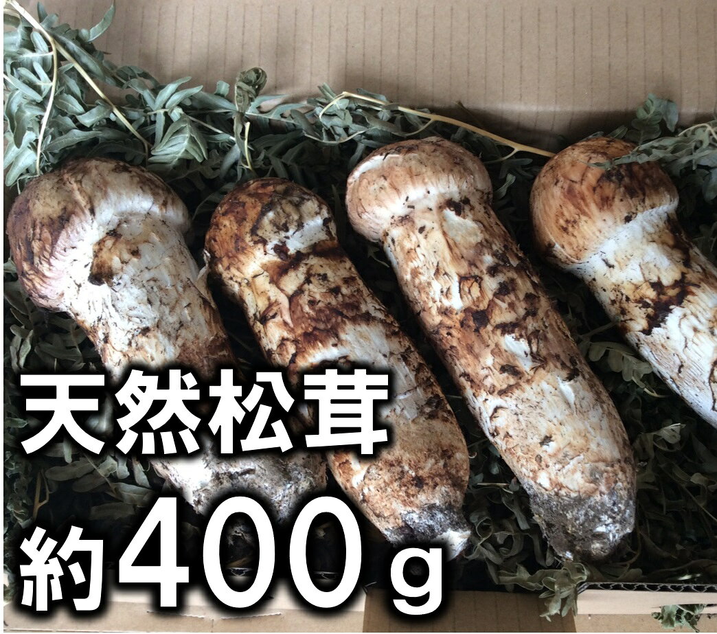 【ふるさと納税】 松茸 岩手 北三陸産 天然松茸 約400g 数量限定 厳選 国産 まつたけ マツタケ
