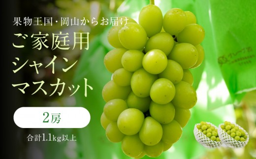 家庭用 シャインマスカット 2房 合計1.1kg以上 産地直送 朝採れ ぶどう 葡萄 Kawahara Green Farm 岡山県産 2026年