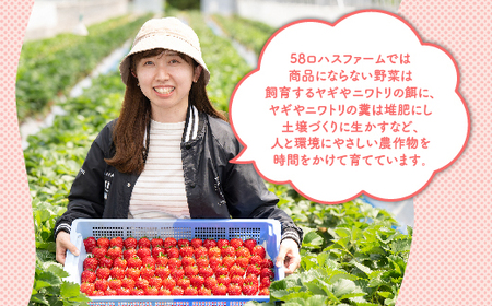 深紅のいちご 『ロイヤルクイーン』 大粒 12粒～15粒×1箱 先行予約 数量限定 希少価値の高いイチゴの女王！ 深紅のスイートベリー 58ロハスファーム 【58ロハスクラブ】 ※着日指定不可 ※20