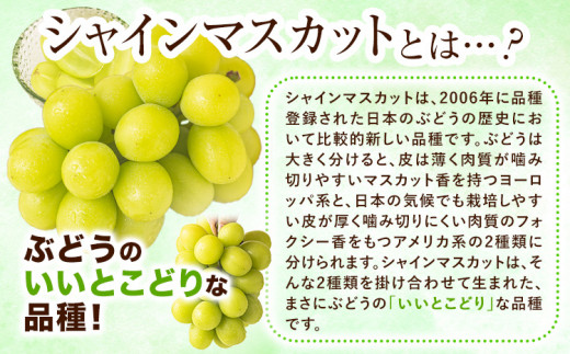 【速攻出荷！ 3～7営業日発送】シャインマスカット 岡山 約2.6kg 厳選 旬 ぶどう ブドウ 葡萄 マスカット 果物 フルーツ ギフト 岡山県 笠岡市 クール便 爽やか《3~7営業日以内に発送》