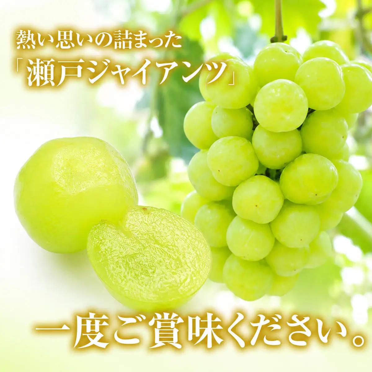 瀬戸ジャイアンツ 岡山県産 瀬戸ジャイアンツ【約2kg 3〜5房】【先行予約】