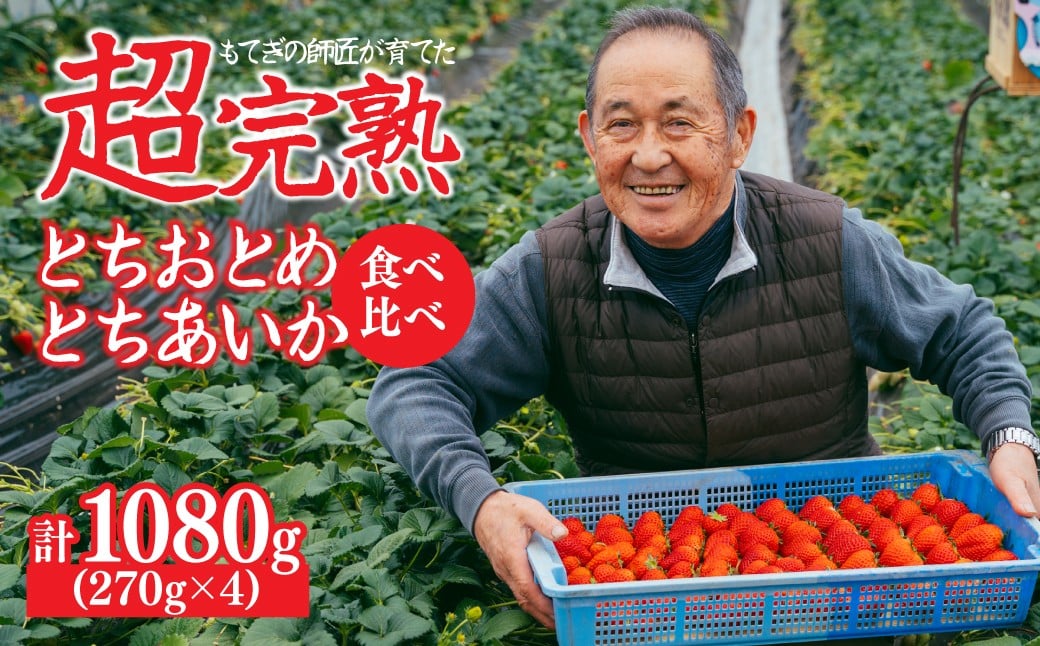 
            【先行受付：選べる発送月】いちご「茂木完熟いちご」師匠が育てた朝採れとちおとめ × とちあいか レギュラーサイズ 食べ比べセット 約270g × 各2パック 合計約1080g | いちご イチゴ 苺 とちあいか とちおとめ 甘い あまい 完熟 果物 フルーツ くだもの 旬 産地直送 栃木県産 関いちご園 栃木県 茂木町
          