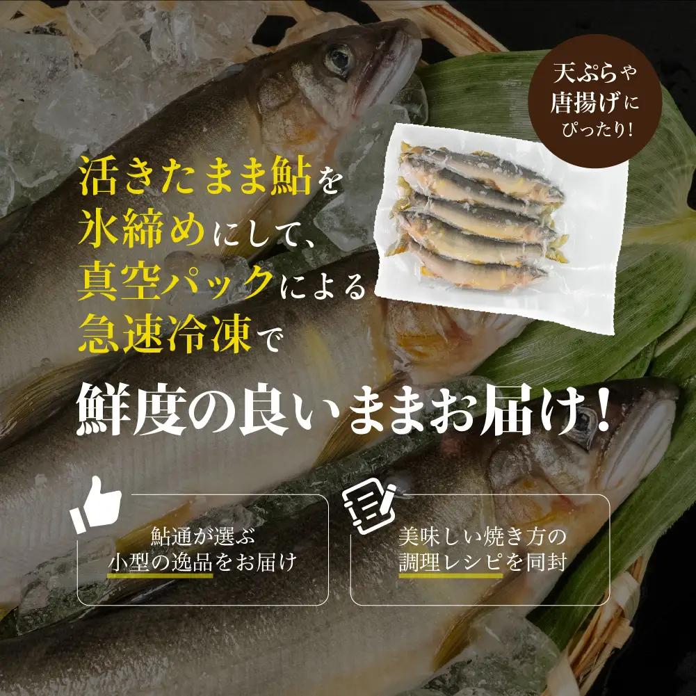 （2026年7月上旬頃から発送）幻の弓掛鮎 5尾以上 鮎通が選ぶ小型の逸品!【冷凍パック】【107-3】