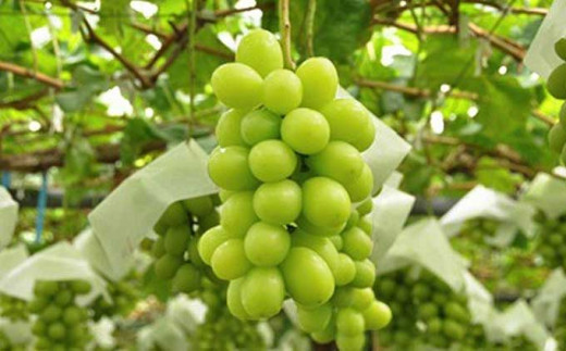 口に含んだ瞬間、マスカット独特の心地よい香りが広がります。