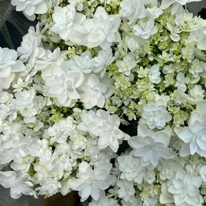 【先行予約】 母の日に！ アジサイ プロポーズフォーユー 2026年5月から順次発送 オンライン決済限定 花 花