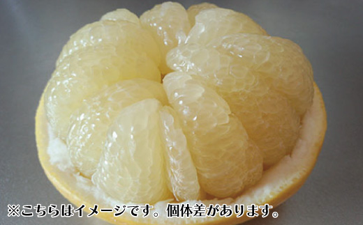 【訳あり・数量限定】熟成の土佐文旦5kg 家庭用 訳あり 訳アリ わけあり 大人気 人気 リピーター 予約 先行 旬 文旦 ぶんたん ブンタン フルーツ 果物 柑橘 四万十市 四万十 しまんと 高知 