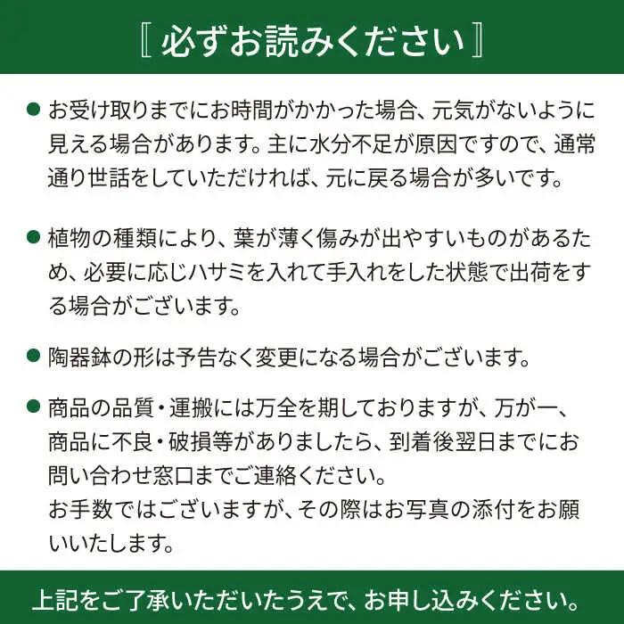 【お中元対象】グリーンとホワイトのコントラストが美しい『 フィロデンドロン ・ バーキン 』 糸島市  / cocoha 観葉植物 [AWB032]