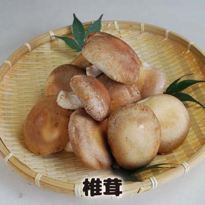ふるさと納税 牛久市 しいたけ粉末　3袋セット(各35g)(茨城県共通返礼品:城里町) |  | 02