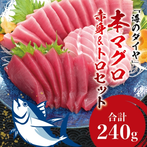 プレミア和歌山認証品 本マグロ（養殖）トロ＆赤身セット　240g 【1ヶ月以内に発送】まぐろ 刺身 鮪 本鮪 クロマグロ 赤身 中とろ