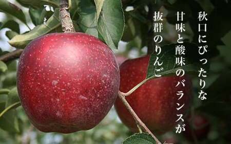 先行受付 秋映 約5kg 10～18玉 ［小布施屋］令和8年産【2026年10月発送】[A-206]