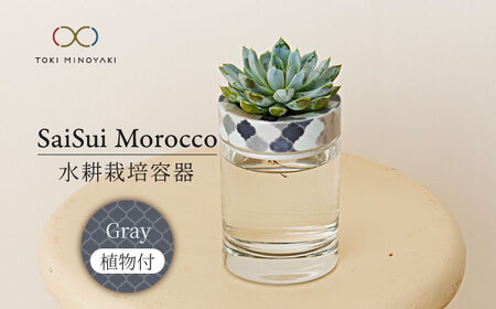 【美濃焼】SaiSui Morocco（Gray）植物付き【大東亜窯業】インテリア 雑貨 観葉植物 多肉植物 サボテン グリーン 水で育てる 省スペース 手軽 簡単 初心者 写真映え かわいい おしゃれ [MAG070]