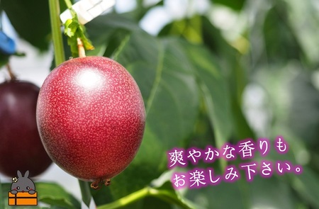 《今が旬！》太陽が育てた徳之島産パッションフルーツ（1kg） ( 果物 パッション フルーツ 酸味 甘み プチプチ 徳之島 奄美 鹿児島 美味しい 旬 南の島 世界自然遺産 果樹 島 ) 