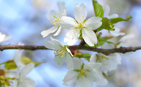 【数量限定】山桜はちみつと春の田舎はちみつの3種ギフトセット[B3山桜] 【茨城県共通返礼品／五霞町】 生ハチミツ 非加熱 茨城県産 ※着日指定不可 _EY02