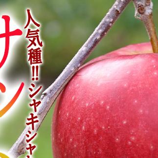 りんご サンふじ 5kg 秀～特秀 一里山農園 沖縄へは配送不可  2025年12月上旬から発送予定 長野県 飯綱町 [1897]