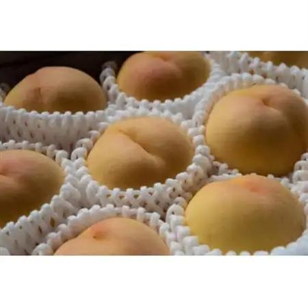 岡山県産「清水白桃」約2kg|2027年7月上旬以降順次発送予定【1516927】