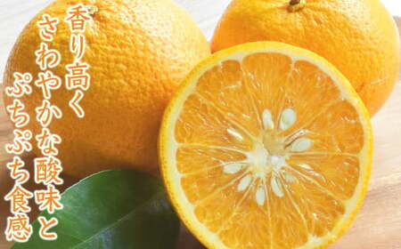 【先行予約 ３月出荷】  おわせの雨夏（あまなつ）  5kg　無農薬 ワックス・防腐剤不使用 木成り 完熟 甘夏  ギフト 贈答 日用 でも使える 三重 尾鷲 の 柑橘 特産品  TK-12