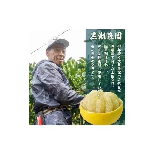 【 先行予約 】 土佐文旦 秀品 10kg 高知県産  KN001