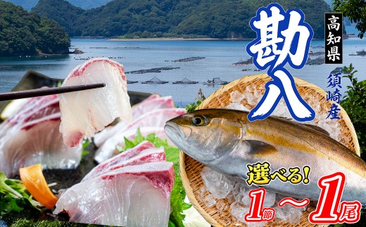 
                  カンパチ丸ごと１節～１尾 新鮮 高知県産 勘八 かんぱち 刺身 さしみ タタキ 切り身 お刺身用 養殖 活け締め 冷凍 海の幸 海鮮 魚介 グルメ カマ焼き あら汁 内祝い 食べ方いろいろ おつまみ お取り寄せ ギフト 贈答 お祝い 黒潮 産地直送 高知県 須崎市
                
