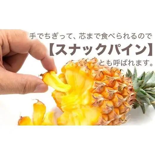 パイナップル 【先行予約】ポコットパイン1ｋｇ（1～2玉）　KN-3