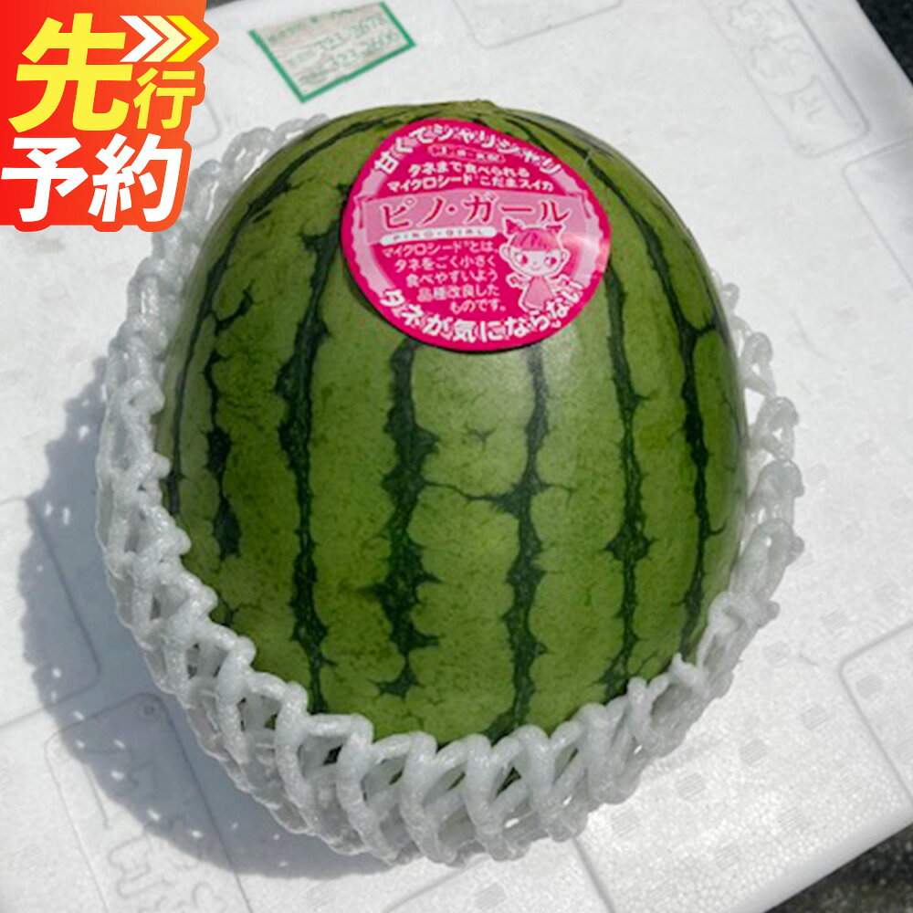【ふるさと納税】 熊本産 小玉すいか ピノガール 2玉入り 1玉あたり1.5kg以上 合計約3kg 西瓜 スイカ フルーツ 果物 くだもの 果実 おやつ 熊本県 国産 常温 送料無料 【2027年5月上旬～6月下旬迄順次発送予定】