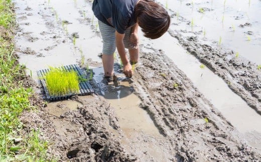 自然栽培 ひのひかり 玄米 5kg 【2025年10月下旬より発送予定】 米 お米 ご飯  うきは市