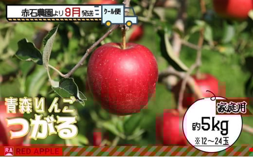 りんご 【 9月 クール便発送 】 家庭用 つがる 約 5kg 【 弘前市産 青森りんご 】REDAPPLE 青森県産 早生りんご