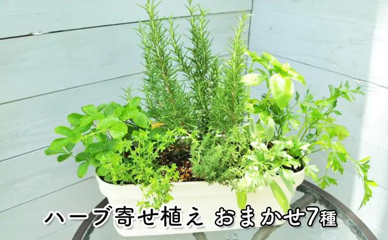 ハーブ 7種 フレッシュハーブ 香りの寄せ植え 白鉢 ハーブ