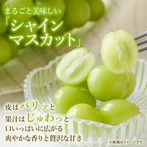 【高島屋選定品】シャインマスカット 約1.1kg（2房合計）岡山県高梁市産 個装箱入り 葡萄 ブドウ 贈り物