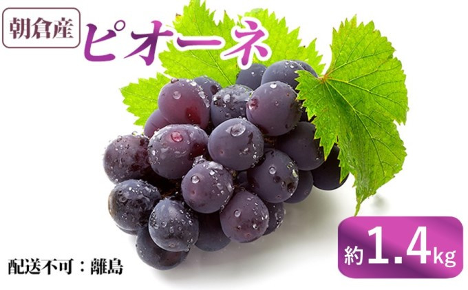 
ぶどう ピオーネ 朝倉産 約1.4kg 配送不可 離島
