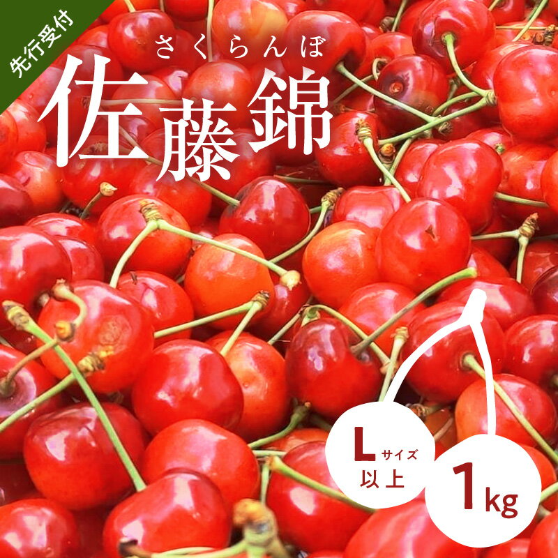 【ふるさと納税】【 先行予約 2026年7月上旬より発送 】余市の砂川果樹園が贈る もぎたて直送さくらんぼ 佐藤錦 1kg箱 Lサイズ以上 期間限定 フルーツ 甘い 選別 母の日 お供え 果物 果実 パフェ お供え物 デザート グルメ ギフト 贈り物 お取り寄せ 北海道 余市町 送料無料
